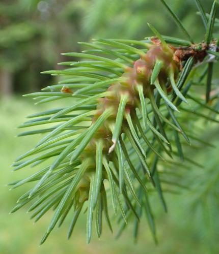Gilletteella cooleyi